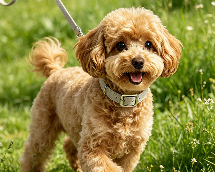 Genuine Leather Dog Collar and Leash Set Soft Real Leather Dog Collar Leash pet heavy duty Walking Leash and collar