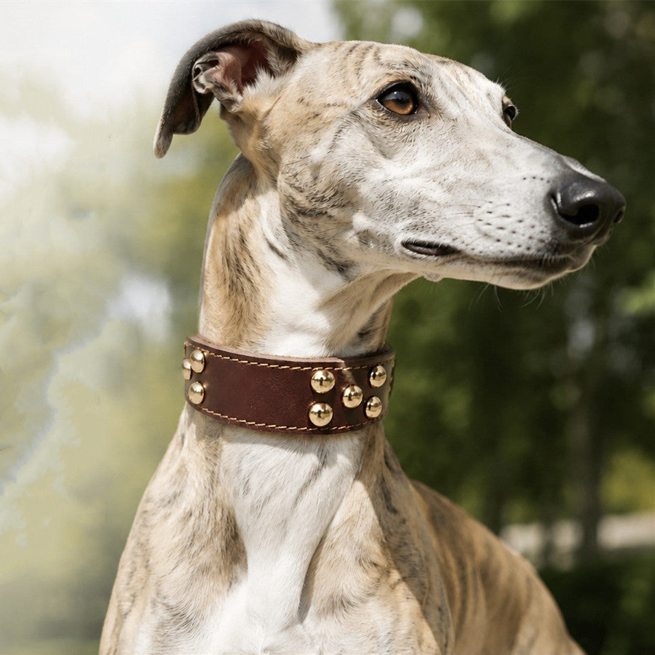Luxury Full Grain Genuine Leather Dog Collar with Dome Mushroom Rivets Adjustable wide Leather Collar for Sight hound Greyhound