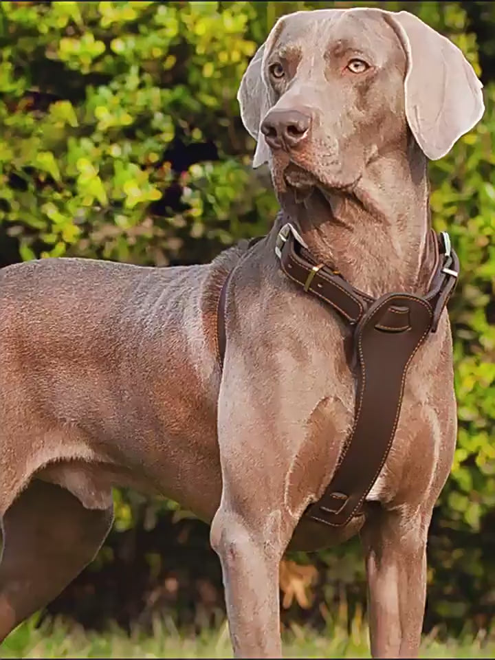 Genuine Leather Dog Harness Adjustable Heavy Duty No Pull Pet Walking Harness Leather Vest Harness for Medium Large Dogs